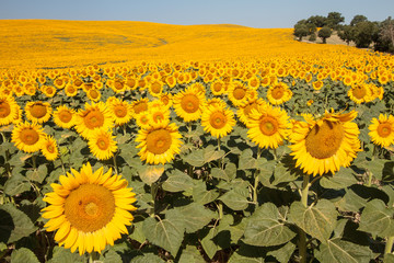 Tuscany landscape with sunflower