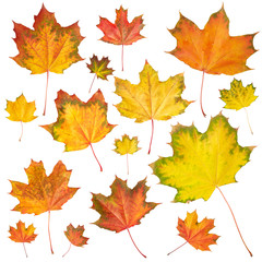 Set of maple leaves
