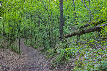 Fototapeta premium Forest path