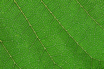 Green leaf texture