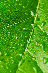 Green leaf with drops of water