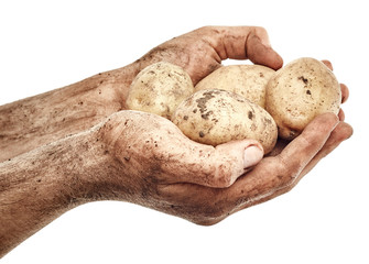 Dirty potatoes in male hands
