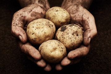 Potatoes in male hands