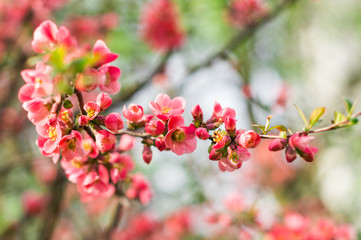 The tree bloomed red flower in early spring