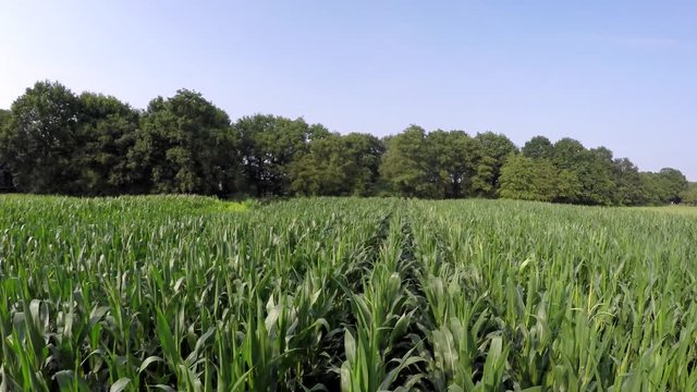 Aerial footage smoothly moving over fresh green crops cornfield near tree line the corn is not ready to be harvested beautiful day blue sky background and clean colors showing farmland and trees 4k