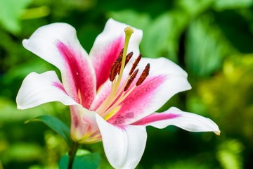 Close up of lily flower in summer park