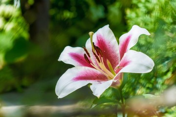 Close up of lily flower in summer park