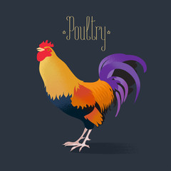 Vector illustration of cock, rooster
