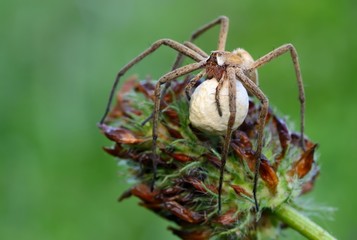 Pisaura mirabilis spider in nature
