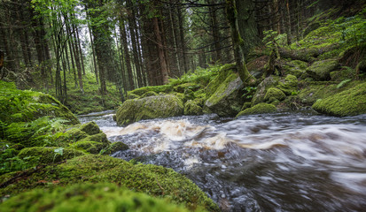 Obraz premium river in a forest,Sumava - national park, Czech republic, Europe