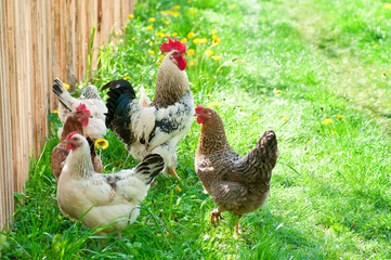 Hens and rooster