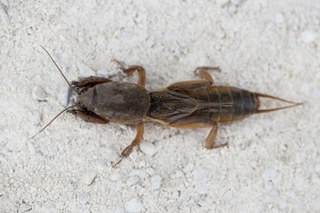 Europäische Mauelwurfsgrille, Mole cricket, Gryllotalpa gryllot