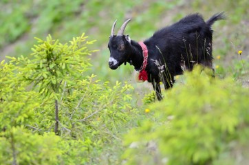 Domestic goat in mountains