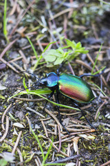 Calosoma sycophanta