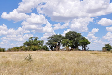 Baines Baobab,Botswana