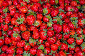 Fresh ripe perfect strawberry - Food Frame Background from freshly harvested strawberries.