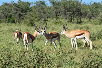 Naklejka na ściany i meble springbok antelope,Botswana