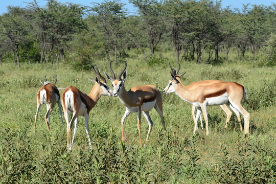 springbok antelope,Botswana