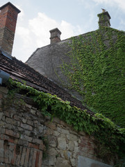 Old abandoned house overgrown with ivy