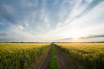 Summer landscape road, wheat field and clouds