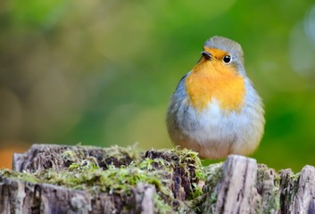 European robin in a branch in a woodland with a natural background setting.
