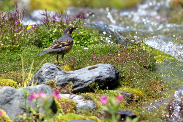 Varied Thrush near an Alpine Stream