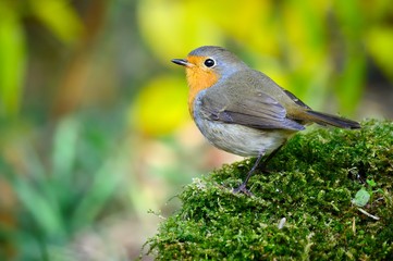 The Robin and green Moss