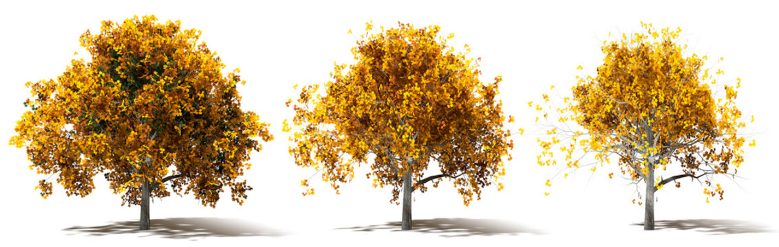 Three Autumn Marple Trees Renderings