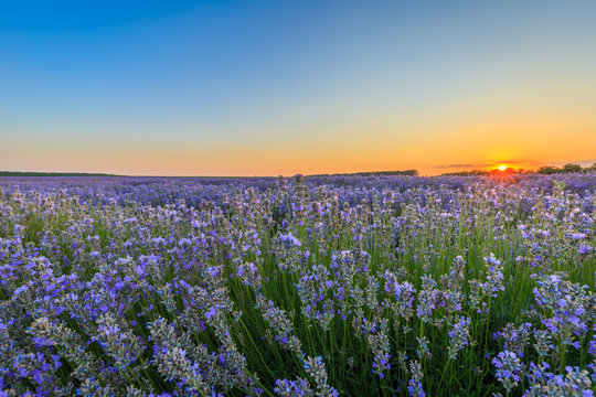 Lavender field at sunset time