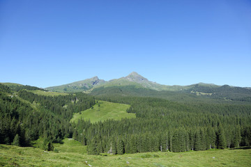 Fototapeta na wymiar Beautiful landscape with pine trees of Alps on the way from Grindelwald to Kleine Scheidegg