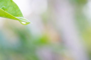 Water drop on the plant leaf.  Pure nature background.