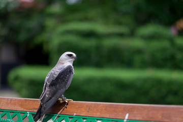 younger hawk standing on wood in the nature