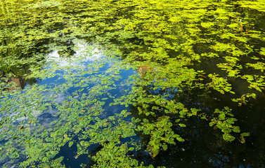 Green duckweed slime on the swamp - nature background