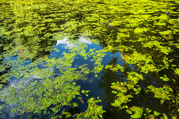 Green duckweed slime on the swamp - nature background