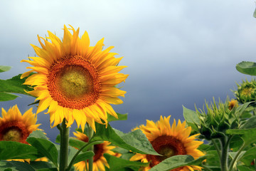 Sunflower field on a cloudy day. Field of sunflowers.