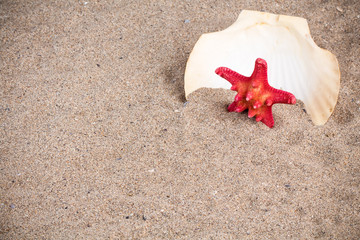 Sea shell with starfish in sand