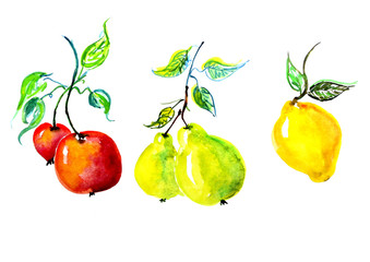 Watercolor set fruit - apple, pear, lemon on a branch with leaves. On an isolated white background