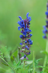 Blue wild flower on a green background, flora.