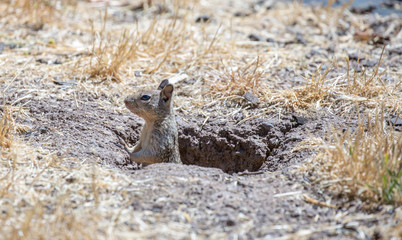 Naklejka na ściany i meble California Ground Squirrel Peeking Out of its Burrow. Santa Clara County, California, USA.