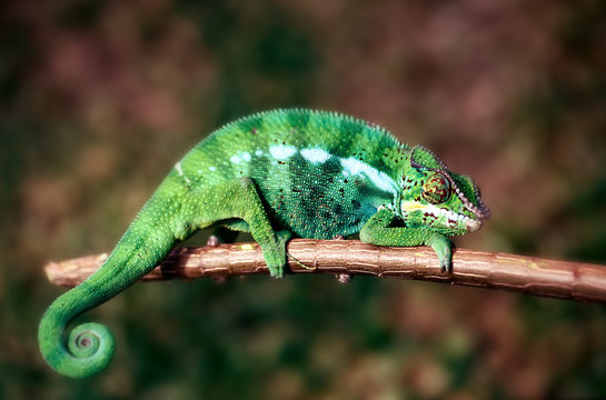 Caméléon.