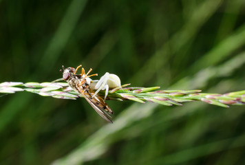 Mahlzeit...(Krabbenspinne hat lecker Schwebfliege)