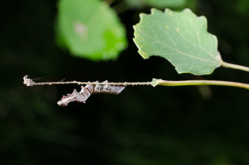 kleine Zahnspinnerraupe