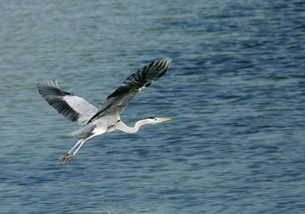 Grey heron in flight