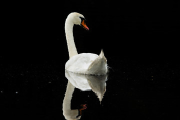 Obraz premium Schwan auf schwarzem Wasser