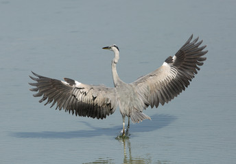 Grey Heron landing