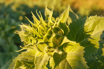 Young bright sunflower in back light