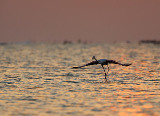 Greater Flamingos during sunrise