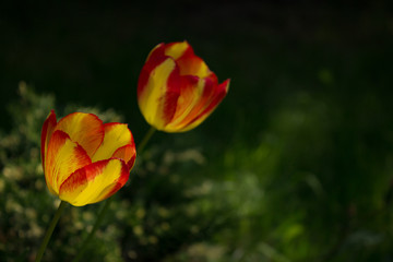 Tulipany na tle trawy