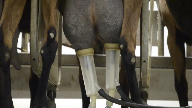Milking