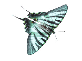 Mariposa sobre fondo blanco